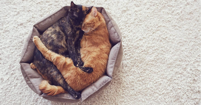 cats bed
