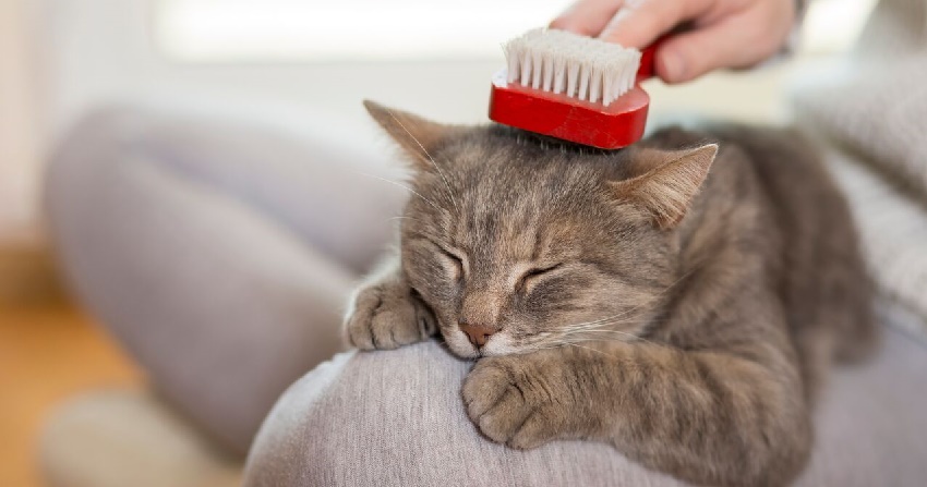 cat brushing