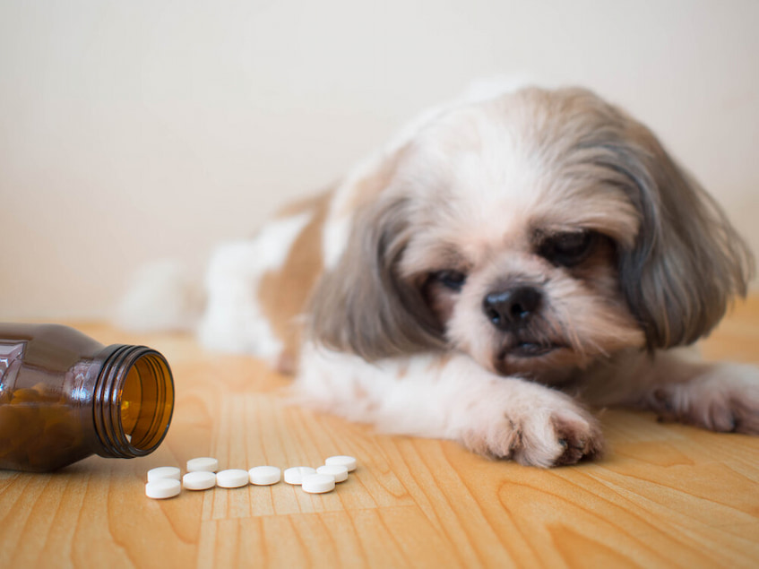 dog and some medication pills