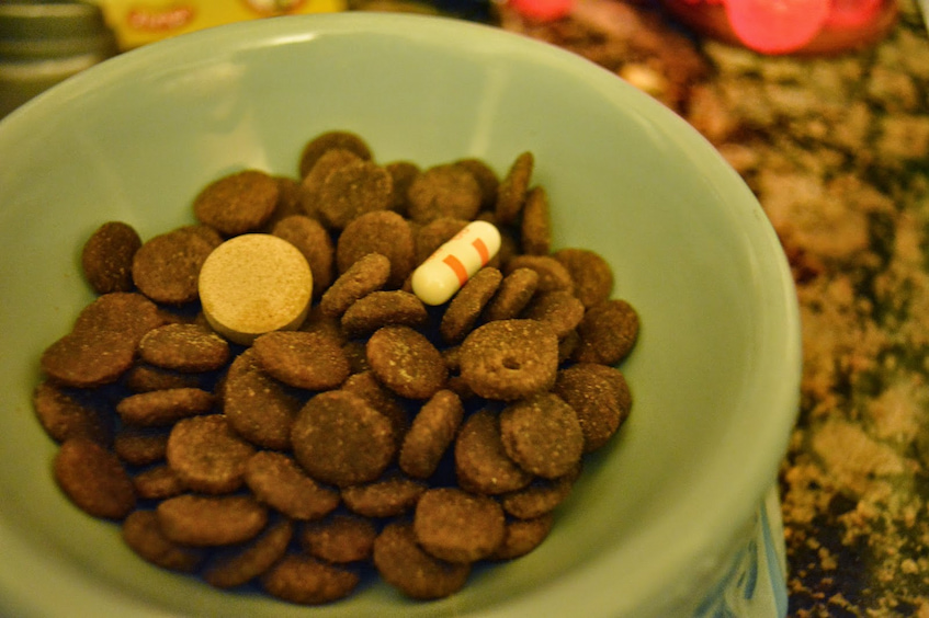 food mixed with pills for dogs