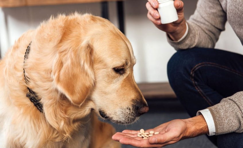 get dog to take pills