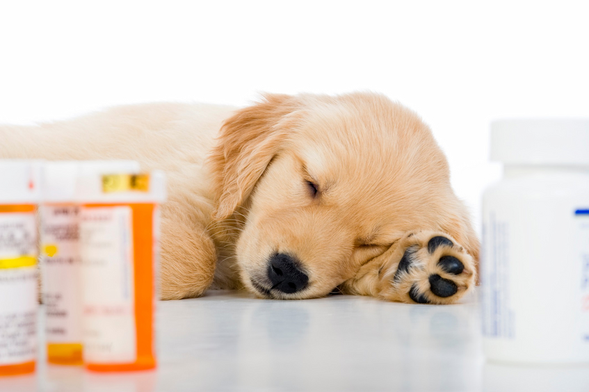 dog sleeping with medication pills