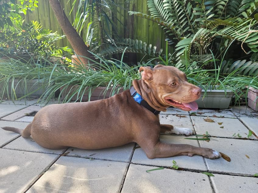 dog in the backyard with gps tracking collar