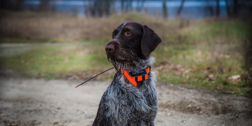 dog with orange tracking collar