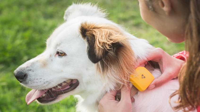 girl putting a dog a gps tracking collar