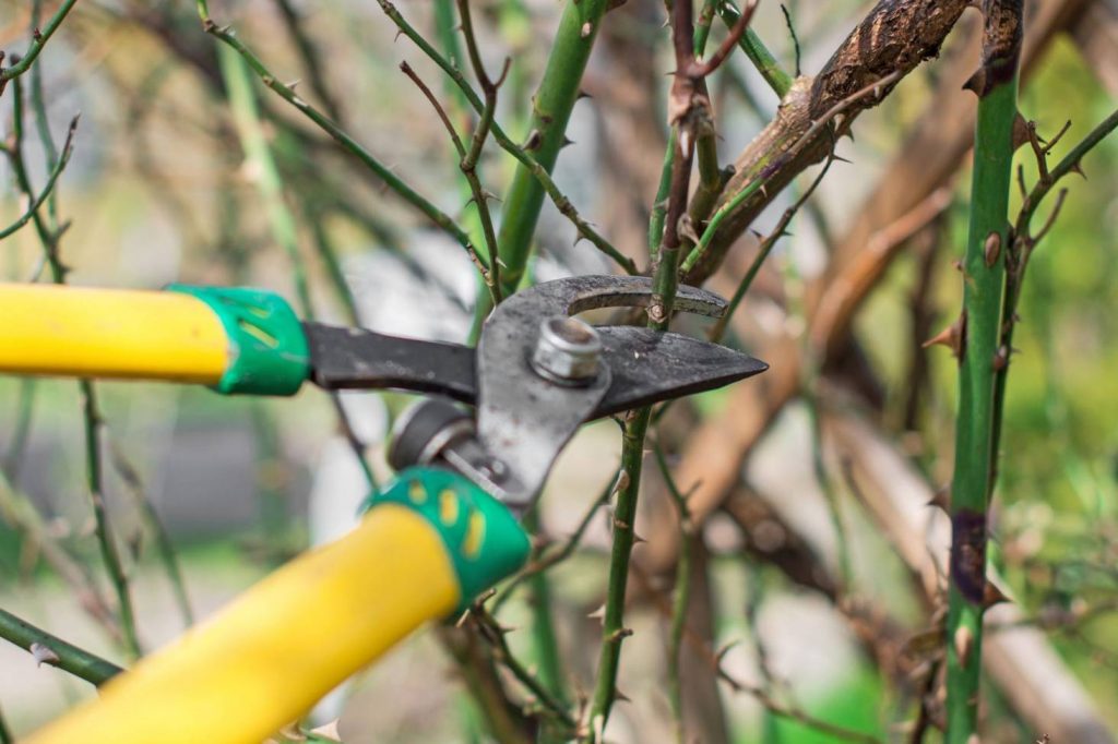 Pruning is a tree-care procedure that entails cutting and removing specific parts of a tree, such as dead or diseased branches, buds, and even roots. When tree pruning is done correctly and by an experienced professional, it can prolong your tree's life and keep everyone around it safe.