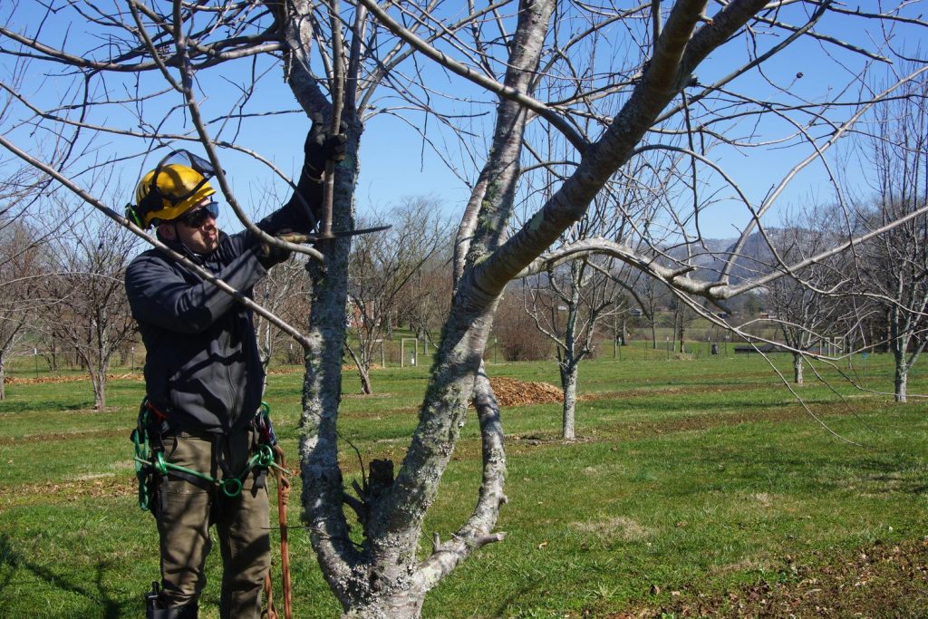 Pruning is also necessary for younger trees. This aids the trees' development of a strong structure and the formation of desirable forms. When a young tree is pruned properly, it will require less excessive trimming as it matures.