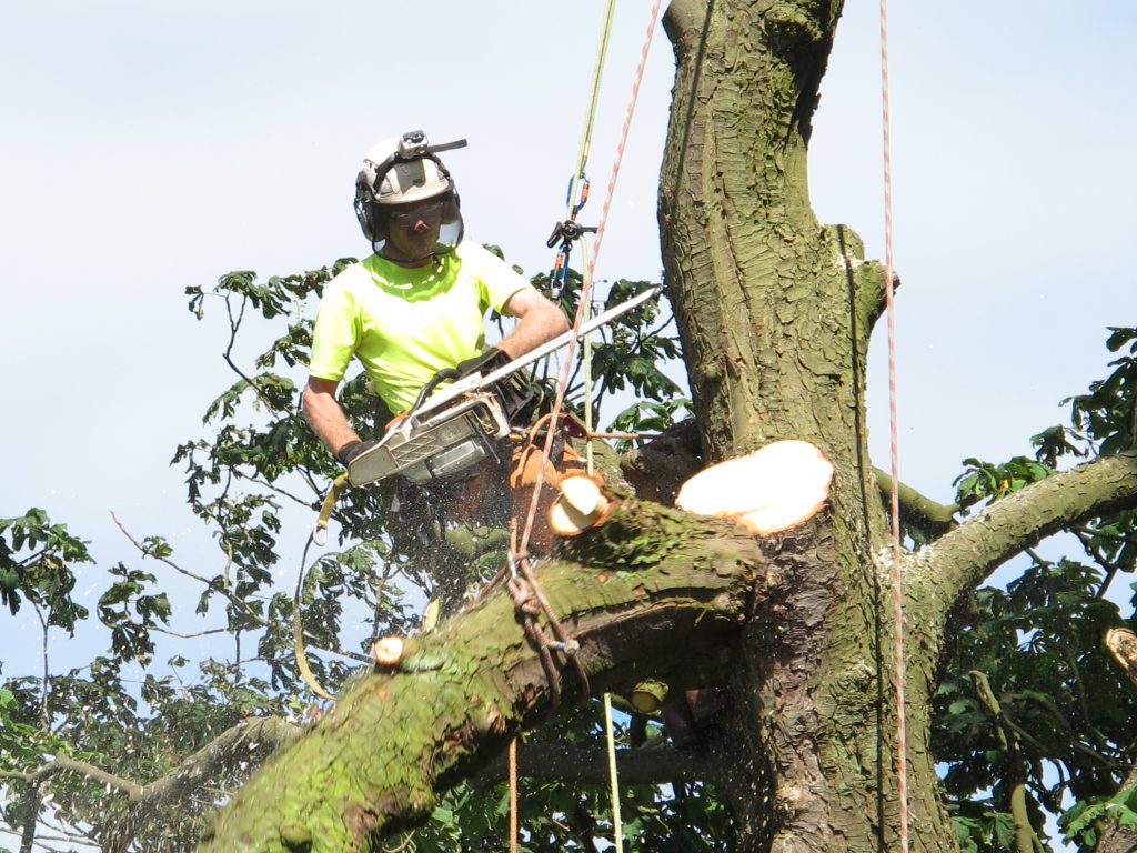 Tree risk assessments are one of the most common arborist consulting services offered. As the name implies, a risk assessment inspects the risk that a tree or multiple trees pose to people or properties. The main goal of the arborist is to find out if there's an urgent threat or not. If there are chances of a tree or its branches falling, the next step is to inspect its consequences. The final goal is to determine some options for you as a tree owner or a person responsible for the tree.