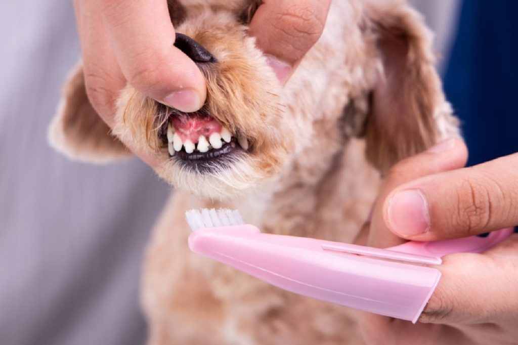 a man brushes a dog's teeth in a grooming salon
