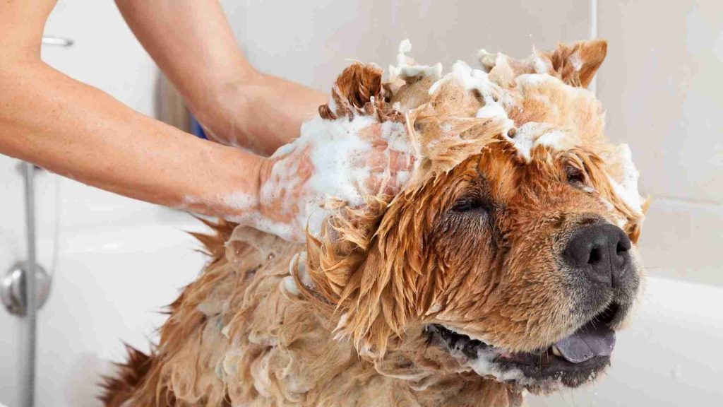 chow chow breed in tub with shampoo on head
